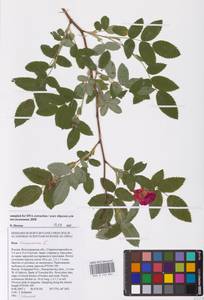 Rosa majalis Herrm., Eastern Europe, Lower Volga region (E9) (Russia)