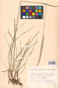 Koeleria pyramidata subsp. pyramidata, Eastern Europe, Moscow region (E4a) (Russia)