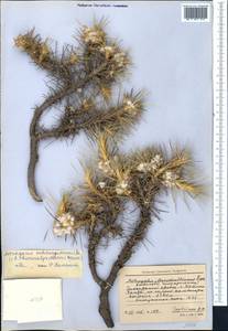 Astragalus dissectus B. Fedtsch. & Ivanova, Middle Asia, Pamir & Pamiro-Alai (M2) (Uzbekistan)