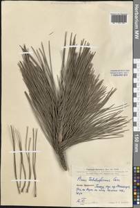 Pinus tabuliformis Carrière, South Asia, South Asia (Asia outside ex-Soviet states and Mongolia) (ASIA) (China)