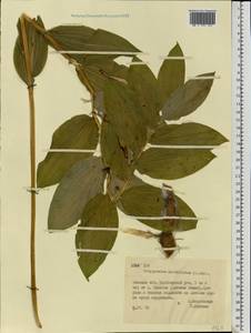 Polygonatum multiflorum (L.) All., Eastern Europe, Belarus (E3a) (Belarus)