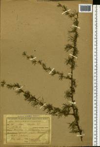 Larix decidua (L.) Mill., Eastern Europe, Central region (E4) (Russia)