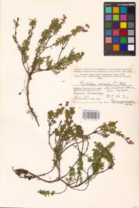 Phyllodoce caerulea (L.) Bab., Eastern Europe, Northern region (E1) (Russia)