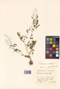 Cardamine impatiens L., Siberia, Russian Far East (S6) (Russia)