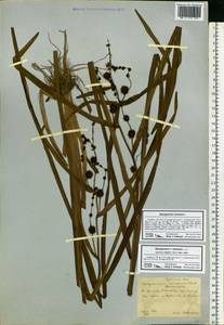 Sparganium erectum L., Eastern Europe, Central forest-and-steppe region (E6) (Russia)