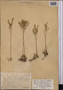 Rosularia alpestris (Kar. & Kir.) Boriss., Middle Asia, Pamir & Pamiro-Alai (M2) (Kyrgyzstan)