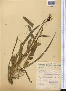 Tragopogon malicus Nikitin, Middle Asia, Western Tian Shan & Karatau (M3) (Uzbekistan)