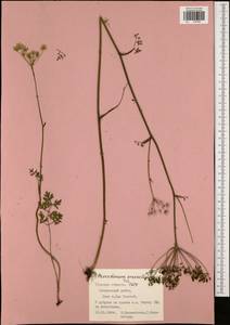 Oreoselinum nigrum Delarbre, Eastern Europe, Central region (E4) (Russia)