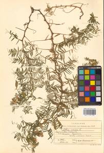 Vicia cracca L., Siberia, Russian Far East (S6) (Russia)