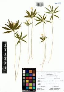 Anemone jenisseensis (Korsh.) Krylov & Steinb., Siberia, Baikal & Transbaikal region (S4) (Russia)