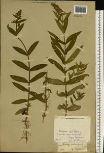 Stachys palustris L., Eastern Europe, Central forest region (E5) (Russia)