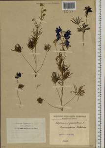 Delphinium grandiflorum L., Siberia, Baikal & Transbaikal region (S4) (Russia)