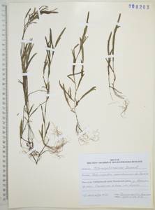 Potamogeton maackianus A.Benn., Siberia, Russian Far East (S6) (Russia)