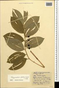 Polygonatum glaberrimum K.Koch, Caucasus, Stavropol Krai, Karachay-Cherkessia & Kabardino-Balkaria (K1b) (Russia)