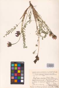 Oxytropis sordida (Willd.) Pers., Eastern Europe, Northern region (E1) (Russia)