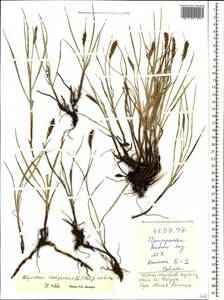 Blysmus compressus (L.) Panz. ex Link, Caucasus, Stavropol Krai, Karachay-Cherkessia & Kabardino-Balkaria (K1b) (Russia)