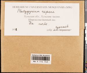 Platygyrium repens (Brid.) Schimp., Bryophytes, Bryophytes - Middle Russia (B6) (Russia)