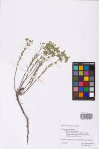 Euphorbia seguieriana Neck., Eastern Europe, Central forest-and-steppe region (E6) (Russia)