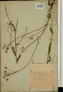 Crepis marschallii (C. A. Mey.) Sch. Bip., Caucasus, Dagestan (K2) (Russia)