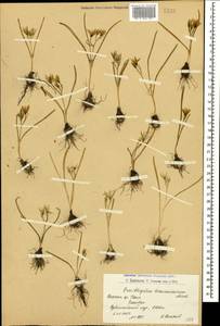 Ornithogalum transcaucasicum Miscz. ex Grossh., Caucasus, Armenia (K5) (Armenia)