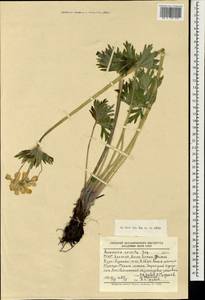 Anemonastrum narcissiflorum subsp. crinitum (Juz.) Raus, Mongolia (MONG) (Mongolia)