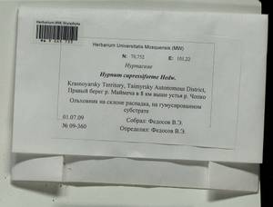 Hypnum cupressiforme Hedw., Bryophytes, Bryophytes - Krasnoyarsk Krai, Tyva & Khakassia (B17) (Russia)