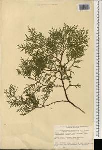 Platycladus orientalis (L.) Franco, South Asia, South Asia (Asia outside ex-Soviet states and Mongolia) (ASIA) (China)