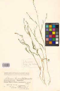 Litwinowia tenuissima (Pall.) Woronow ex Pavlov, Eastern Europe, Lower Volga region (E9) (Russia)