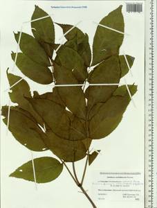 Sambucus siberica Nakai, Siberia, Russian Far East (S6) (Russia)