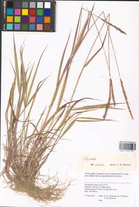 Elymus, Siberia, Western Siberia (S1) (Russia)