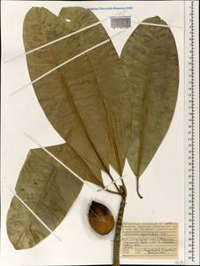 Ochrosia oppositifolia (Lam.) K. Schum., Africa (AFR) (Seychelles)