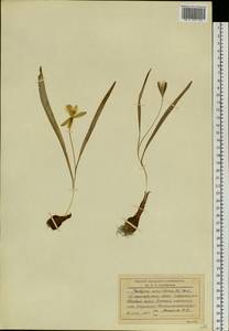 Tulipa uniflora (L.) Besser ex Baker, Siberia, Central Siberia (S3) (Russia)