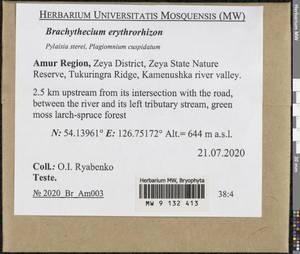 Brachythecium erythrorrhizon Schimp., Bryophytes, Bryophytes - Russian Far East (excl. Chukotka & Kamchatka) (B20) (Russia)