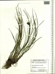 Carex eleusinoides Turcz. ex Kunth, Siberia, Central Siberia (S3) (Russia)