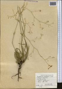 Bupleurum exaltatum M.Bieb., Middle Asia, Western Tian Shan & Karatau (M3) (Kazakhstan)