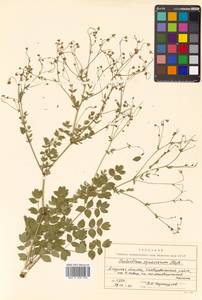 Thalictrum squarrosum Stephan ex Willd., Siberia, Russian Far East (S6) (Russia)