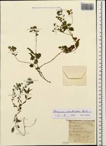 Veronica peduncularis M. Bieb., Caucasus, Black Sea Shore (from Novorossiysk to Adler) (K3) (Russia)
