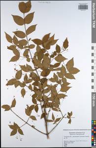 Euonymus verrucosus Scop., Eastern Europe, Central region (E4) (Russia)