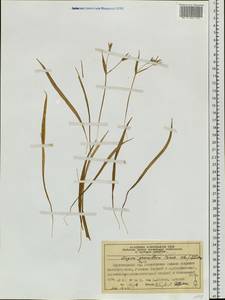 Gagea granulosa Turcz., Siberia, Central Siberia (S3) (Russia)