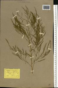 Asparagus officinalis L., Eastern Europe, North Ukrainian region (E11) (Ukraine)