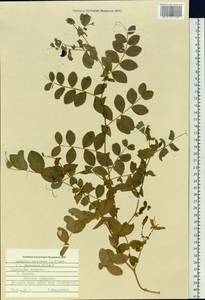 Lathyrus japonicus subsp. maritimus (L.)P.W.Ball, Siberia, Russian Far East (S6) (Russia)