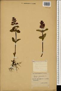 Ajuga genevensis L., Caucasus, Stavropol Krai, Karachay-Cherkessia & Kabardino-Balkaria (K1b) (Russia)