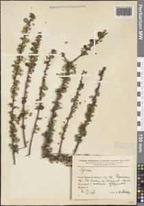 Spiraea, South Asia, South Asia (Asia outside ex-Soviet states and Mongolia) (ASIA) (China)