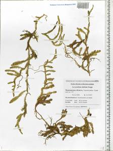 Spinulum annotinum subsp. alpestre (Hartm.) Uotila, Eastern Europe, Northern region (E1) (Russia)