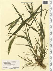 Setaria viridis (L.) P.Beauv., Eastern Europe, Western region (E3) (Russia)