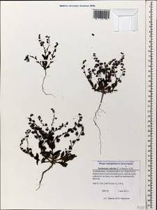 Suchtelenia calycina (C. A. Mey.) A. DC., Caucasus, Azerbaijan (K6) (Azerbaijan)