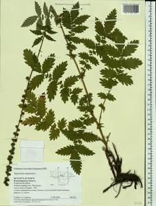 Agrimonia eupatoria L., Eastern Europe, Central region (E4) (Russia)