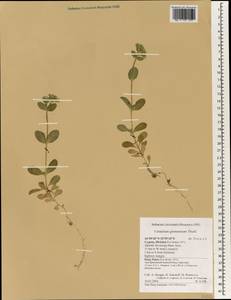 Cerastium glomeratum Thuill., South Asia, South Asia (Asia outside ex-Soviet states and Mongolia) (ASIA) (Cyprus)