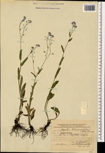 Myosotis lithospermifolia (Willd.) Hornem., Caucasus, Stavropol Krai, Karachay-Cherkessia & Kabardino-Balkaria (K1b) (Russia)