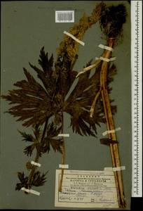 Aconitum orientale Mill., Caucasus, Georgia (K4) (Georgia)